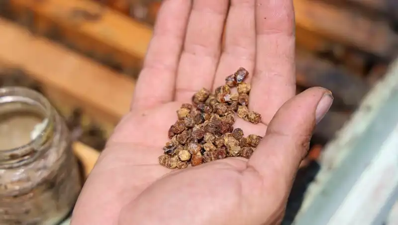 Eski Atıklar Şimdi Değerli: Protein Zengini Besinlerin Yükselişi