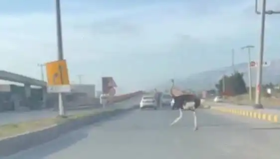 Trafikte Deve Kuşu Görüntüsü, Sürücüleri Şaşkına Çeviriyor