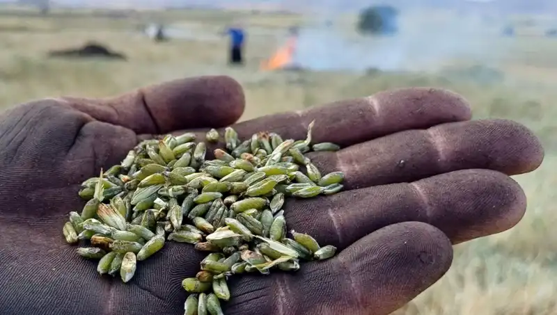Firik Sezonu Geldi! Yöresel Lezzetiyle Sofralarınızı Şenlendirin