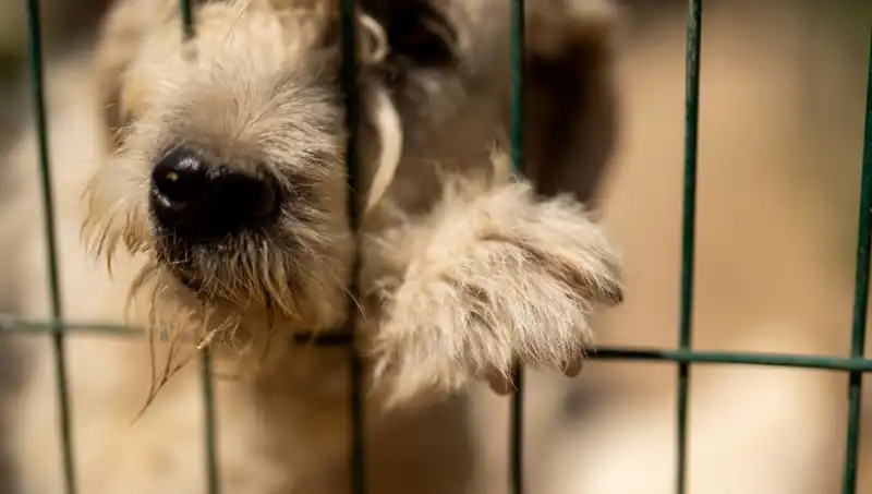 İş Stresi Neden Köpekleri de Olumsuz Etkiliyor?
