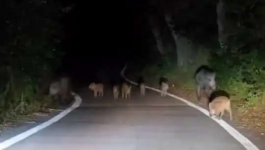 Elazığ'da Domuz Sürüsü Yola İndi, Trafiği Felç Etti!