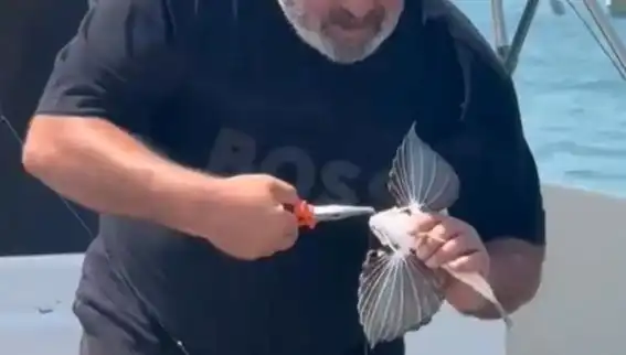 Saros'ta Nadir Görülen Kırlangıç Balığı Avlandı, Deniz Tutkunlarını Şaşırttı!