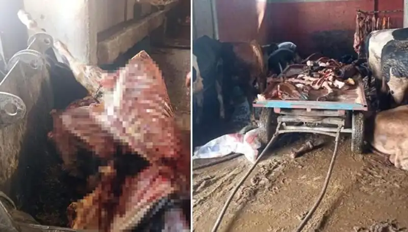 Adana’da Olaylı Bir Gün: 2,5 Ton At Eti Ele Geçirildi!
