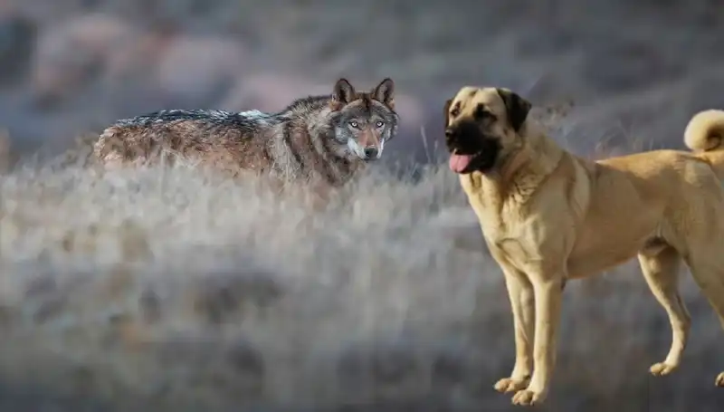 Kangal Köpeği Talebi Patladı: Kurt Popülasyonu Neden Etkili Oldu?