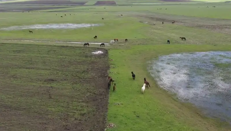Kars'ın Doğasında Yılkı Atlarının Büyüleyici Görüntüleriyle Karşılaşın