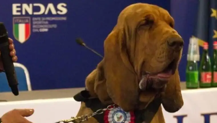 Arama Köpeğine Şok Suikast: Çivili Sosisle Canlıların Hayatı Tehlikeye Girdi