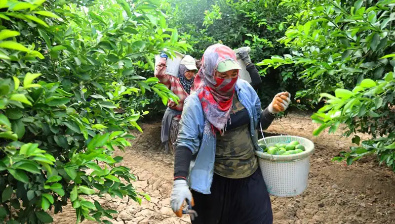 Marketlerde Patates Fiyatları Düşüyor: Yüksek Fiyatlar Geride Kalıyor!