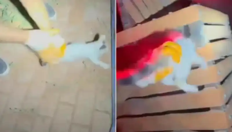 Gece Yarısı İtfaiyesi Gelen Kedi Çığlığına Yanıt Verdi, Kurtarma Operasyonu Başladı!
