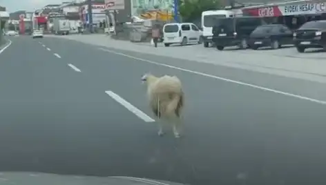 Yalova'da Kaçan Kurbanlık İnekler, Şehrin Trafiğini Alt Üst Etti