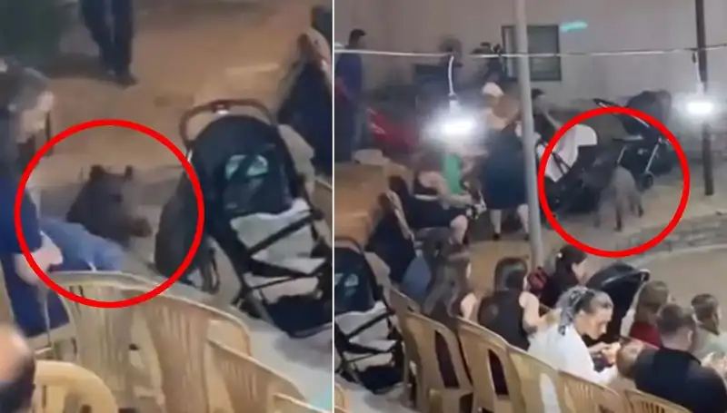 Düğün Törenine Daldığı Anlarda Yaban Domuzu Panik Yaratıyor