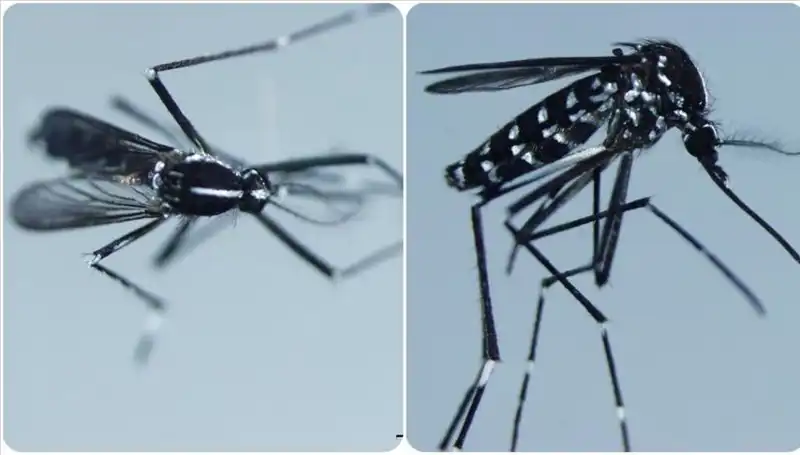 Chikungunya Virüsü Nedir? İşte Belirtileri ve Etkilediği Ülkeler