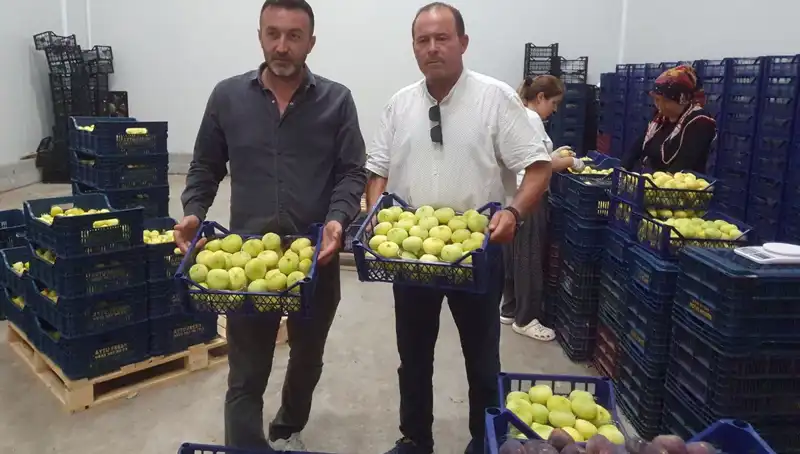 Mersinli Çiftçinin Yüzü Güldü: Fiyatlar Uçtu, İhracat Rekoru Kırıldı
