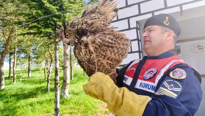 Dikenli Tellere Takılan Puhu Kuşunun Hayat Mücadelesi