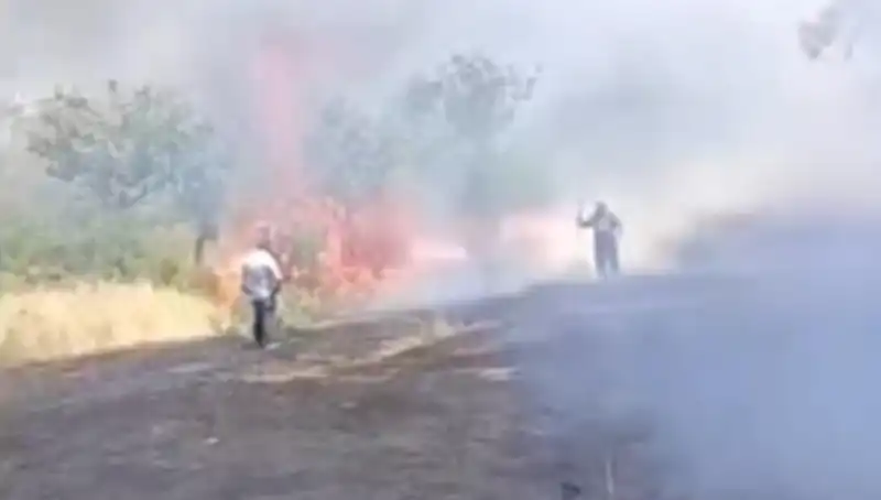 Çay Hasadı İçin Yakılan Ateş, Fıstık Ağaçlarına Zarar Verdi!