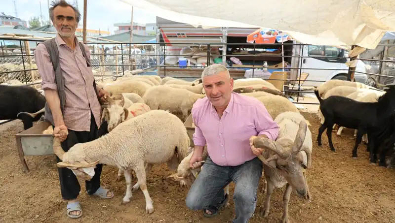 Kurban Pazarında Göz Kamaştıran Fark: Dört Boynuzlu Koçlar Ilgi Odağı Oldu
