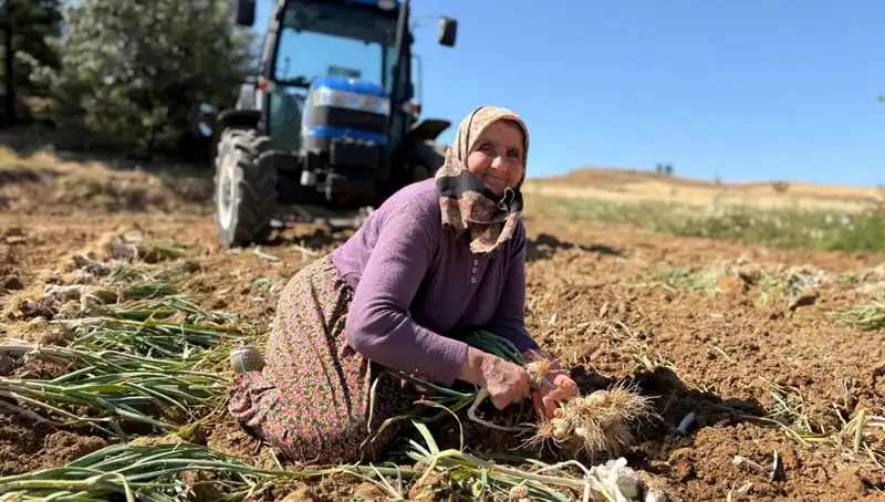 Selenyum Zengini Tarım Ürünü: Günde Bin 200 Liraya Sahip Olunuyor!