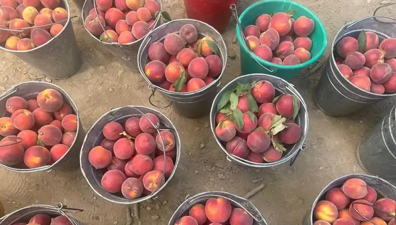 Çiftçiler Zengin Oluyor: Hasat Döneminin Fiyatları Belli Oldu!